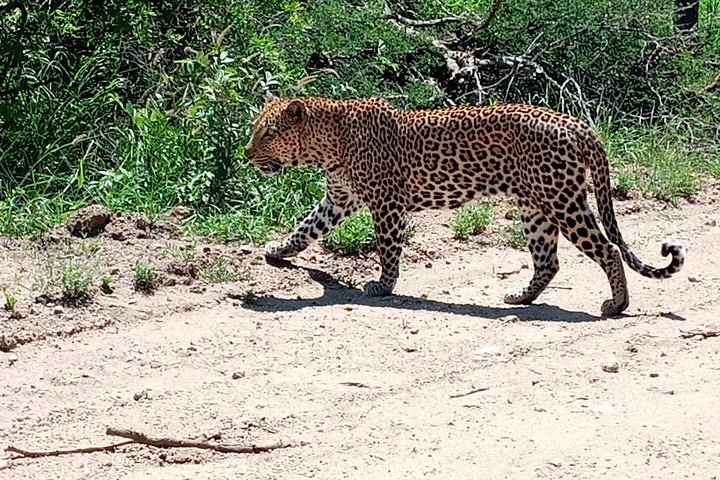 3-Day Kruger National Park Explorer - Photo 1 of 7